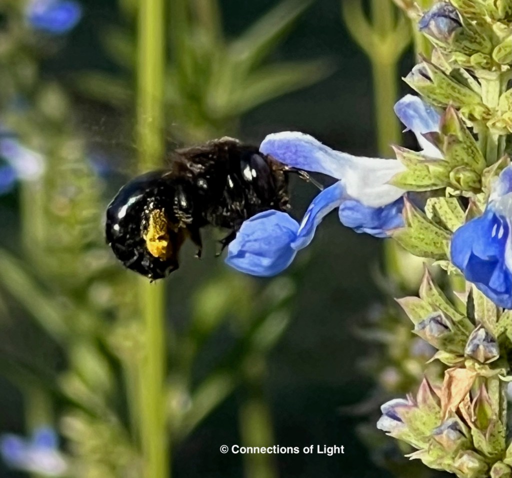 Black Carpenter Bee and Bog Sage Salvia
© Connections of Light
(connectionsoflight.com)
(connectionsoflight@icloud.com)