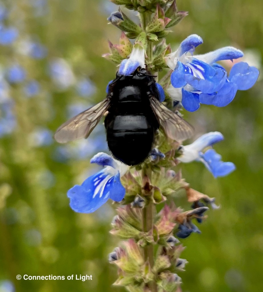 Black Carpenter Bee and Bog Sage Salvia
© Connections of Light
(connectionsoflight.com)
(connectionsoflight@icloud.com)