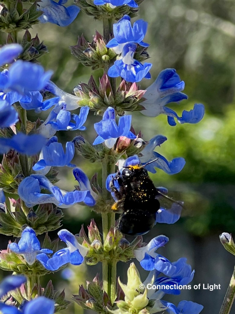 Black Carpenter Bee and Bog Sage Salvia
© Connections of Light
(connectionsoflight.com)
(connectionsoflight@icloud.com)