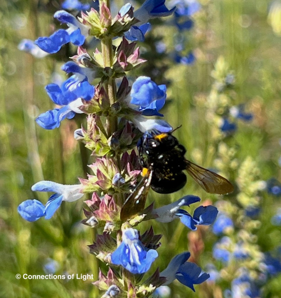 Black Carpenter Bee and Bog Sage Salvia
© Connections of Light
(connectionsoflight.com)
(connectionsoflight@icloud.com)