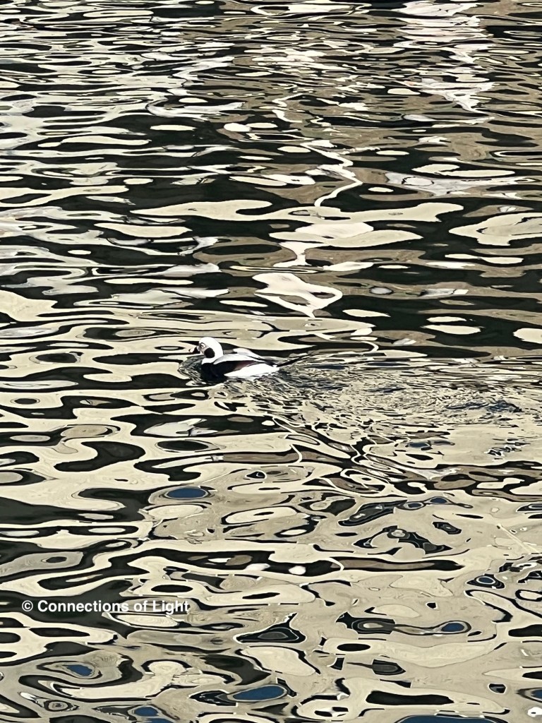 Long Tailed Duck (Maine waters)

© Connections of Light
(connectionsoflight.com)
(connectionsoflight@icloud.com)